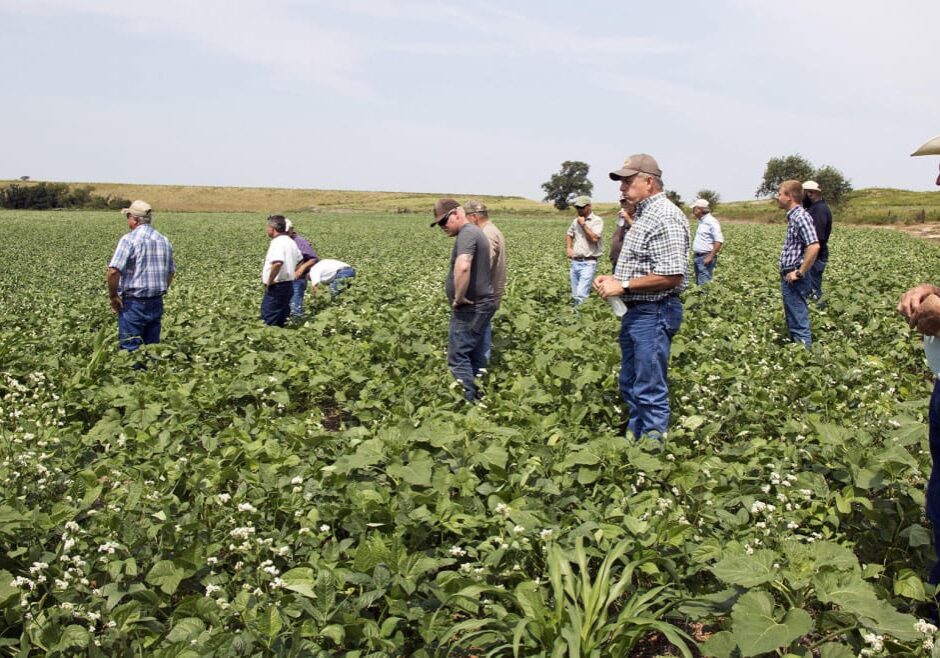 Several Oklahoma farmers wander through a field of broad-leafed cover crops during a state Conservation Commission workshop in Dewey County in western Oklahoma. (Photo: Logan Layden | Harvest Public Media)