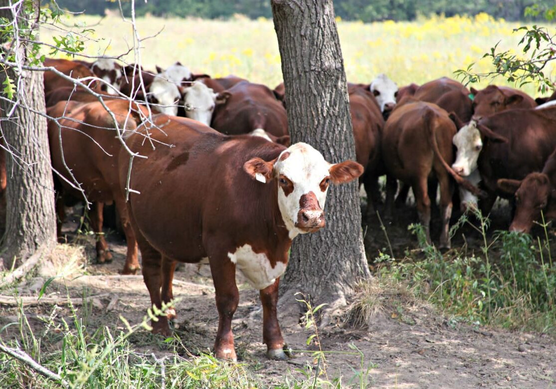 The cattle at Covered-L Farms are a mix of Herford and Red Angus breeds. Farmer Steve Landers converted his cattle ranch to 100 percent grass-fed beef in 2007. (Photo: Kristofor Husted | Harvest Public Media)
