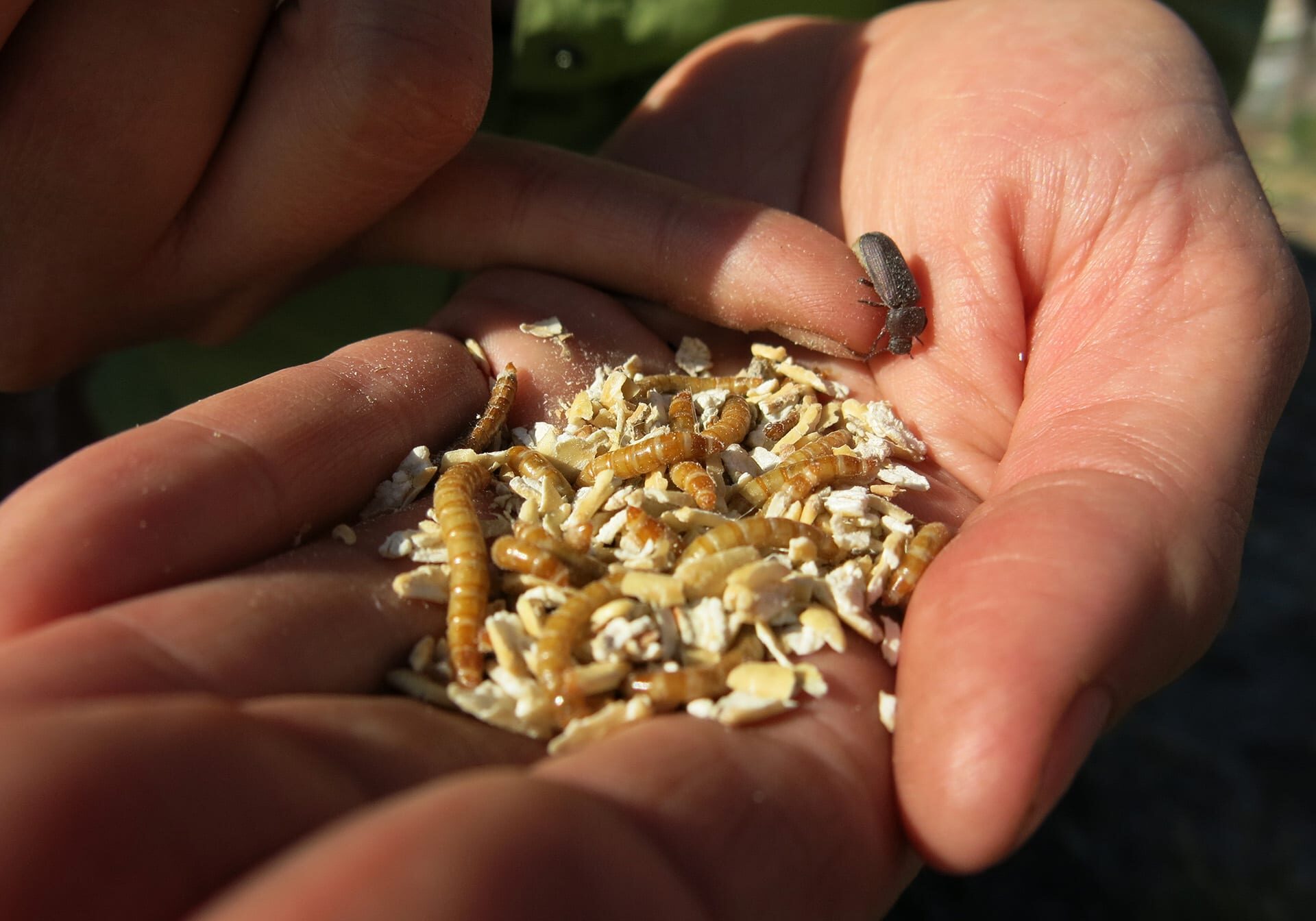 The entrepreneurs behind Rocky Mountain Micro Ranch want to grow insects, like these mealworms, for people to eat. (Photo: Luke Runyon | Harvest Public Media)