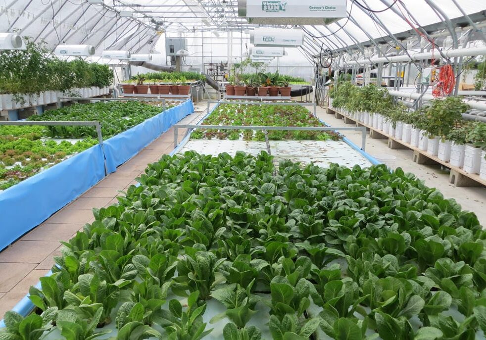 A line of plants growing in hydroponics farm.