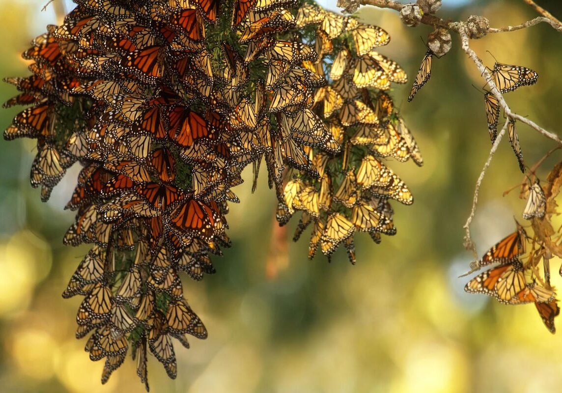 A gathering of butterflies