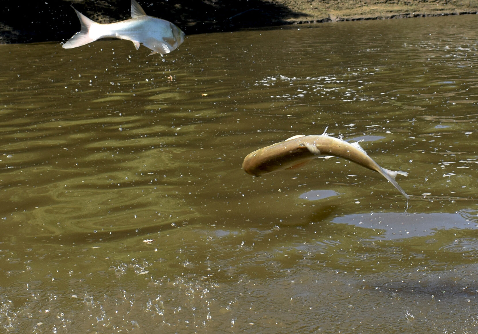 Two carp jump above a brown river. The carp on the left is grey and the carp on the right looks more brown. Water splashes beneath them.