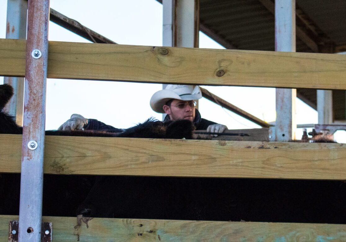 A man and cows behind a fence.