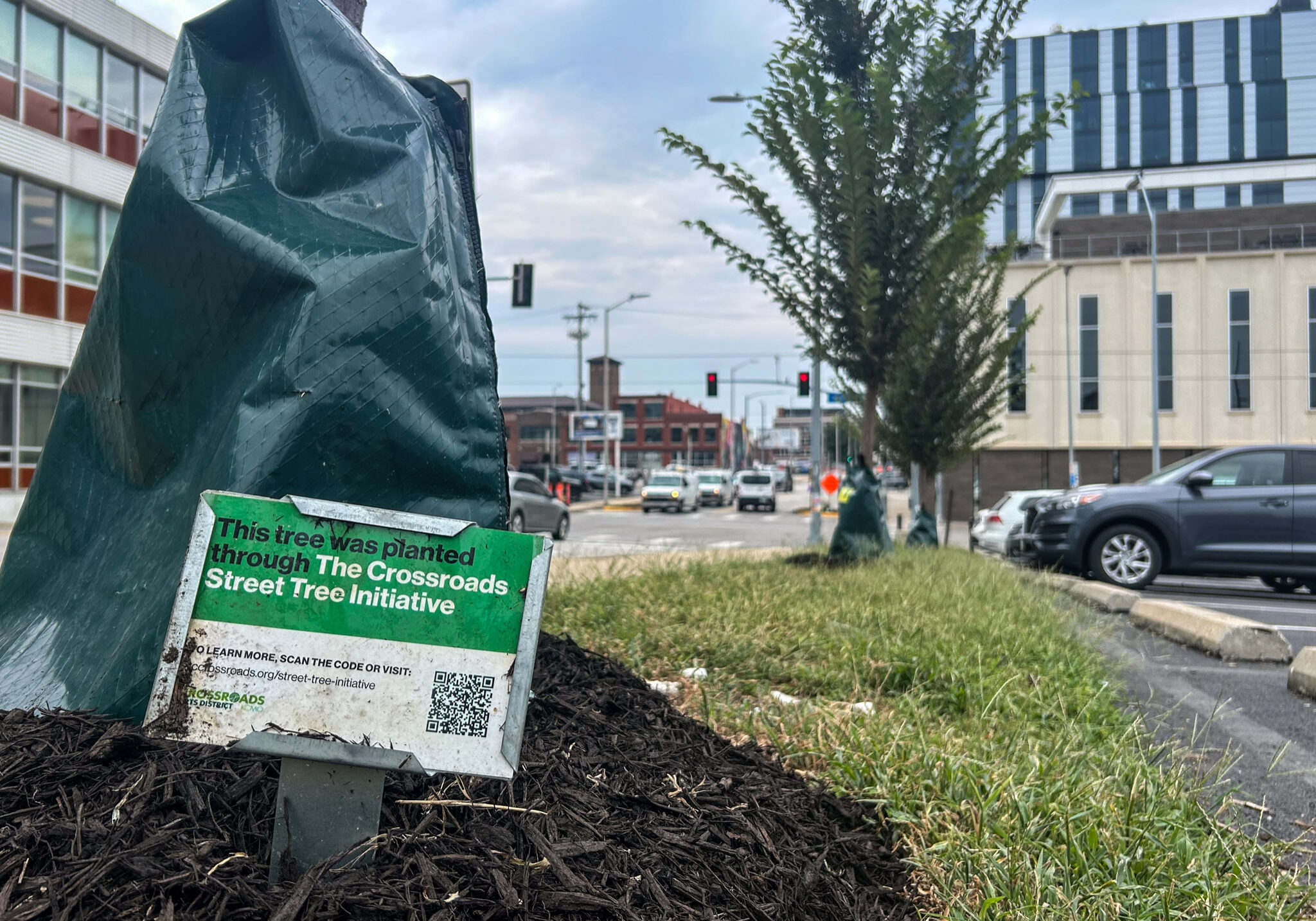 A mound of mulch surrounds a tree planted in a road partision. Parking blocks and a parked car as well as traffic can be seen in the background. There is a sign with the text, "This tree was planted throuh The Crossroads Street Tree initiative" and includes a QR code to learn more.