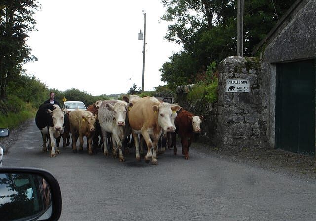 A beef traffic jam in Clare, Ireland.
(Credit: Neil Rickards / Flickr--CC)