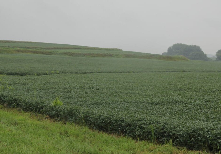 When it rains, topsoil and fertilizer run off the hills of Pfrantz farms. In addition to planting grass waterways and terraces to counter the threat of erosion, Pfrantz plans to plant cover crops this fall. (Photo: Abby Wendle | Harvest Public Media)