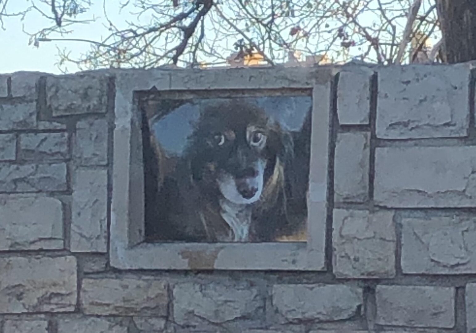 A portrait of a dog that is now missing over Brush Creek near the Country Club Plaza.
