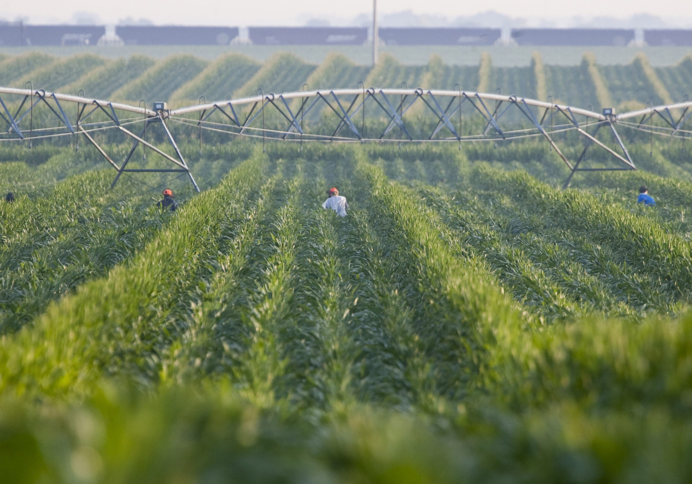 Corn detasslers work a field by an irrigation pivot, in Goehner, Neb., Wednesday, July 29, 2009. Fears over proposed measures to address global warming are leaving some farmers, ranchers and others tied to agriculture hot under the collar. While those who back the Obama administration's climate change legislation say its opportunities for agriculture will outweigh the costs, former Agriculture Secretary and now U.S. Sen. Mike Johanns of Nebraska fears the legislation's "cap and trade" measure could cripple America's agriculture industry.(AP Photo/Nati Harnik)