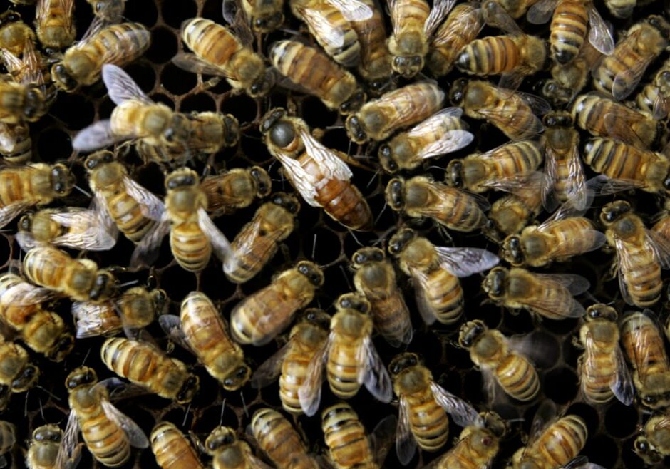 A colony of bees