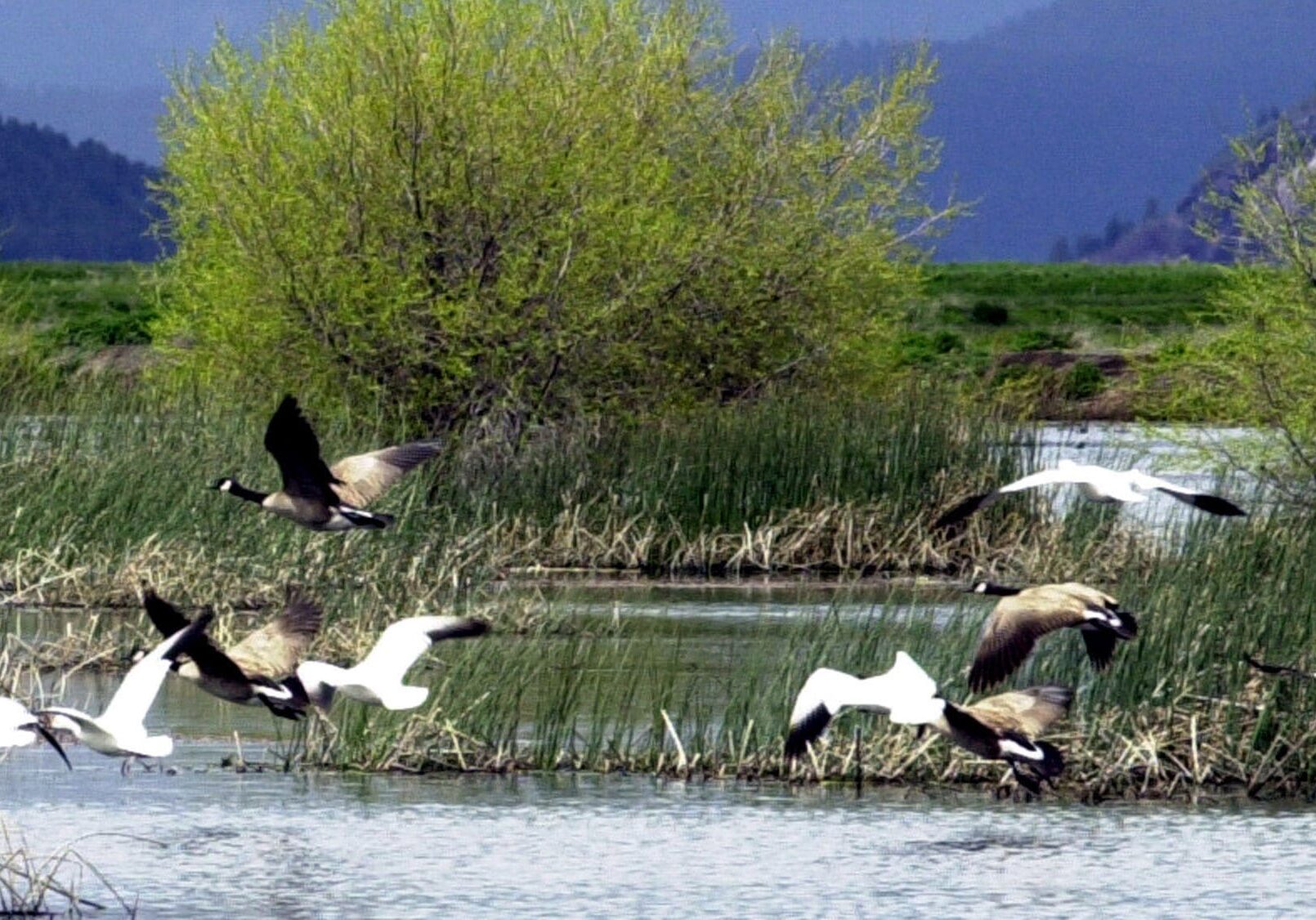 Snow and Canada geese prepare to land in an Oregon wildlife refuge. Several national wildlife refuges are phasing out pesticides from the group known as neonicotinoids because they pose a danger to bees and other pollinators. On Wednesday, a senior scientist at the U.S. Department of Agriculture filed a whistleblower complaint accusing the USDA of suppressing research findings on these types of pesticides. (Photo: Jeff Barnard | AP File)