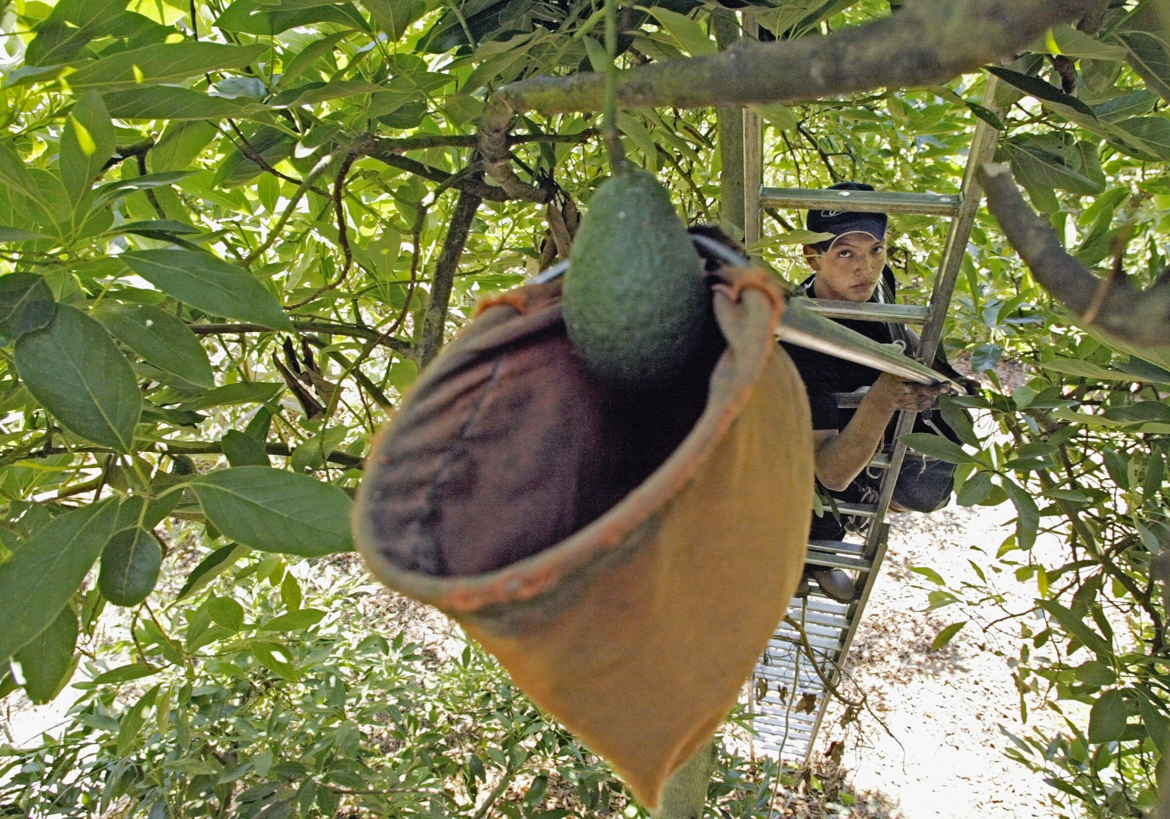 Migrant worker Miguel Banda reaches up to clip avocados on the edge of a 28-foot ladder in a grove in Oxnard, Calif., Tuesday, July 13, 2004. California growers are bracing for a possible onslaught of Mexican Haas avocados that would end a 90-year ban on the import of the fruit to the state. A pending proposal by the U.S. Department of Agriculture would allow Mexico to ship the bumpy-skinned fruit to all 50 states year-round. (AP Photo/Damian Dovarganes)