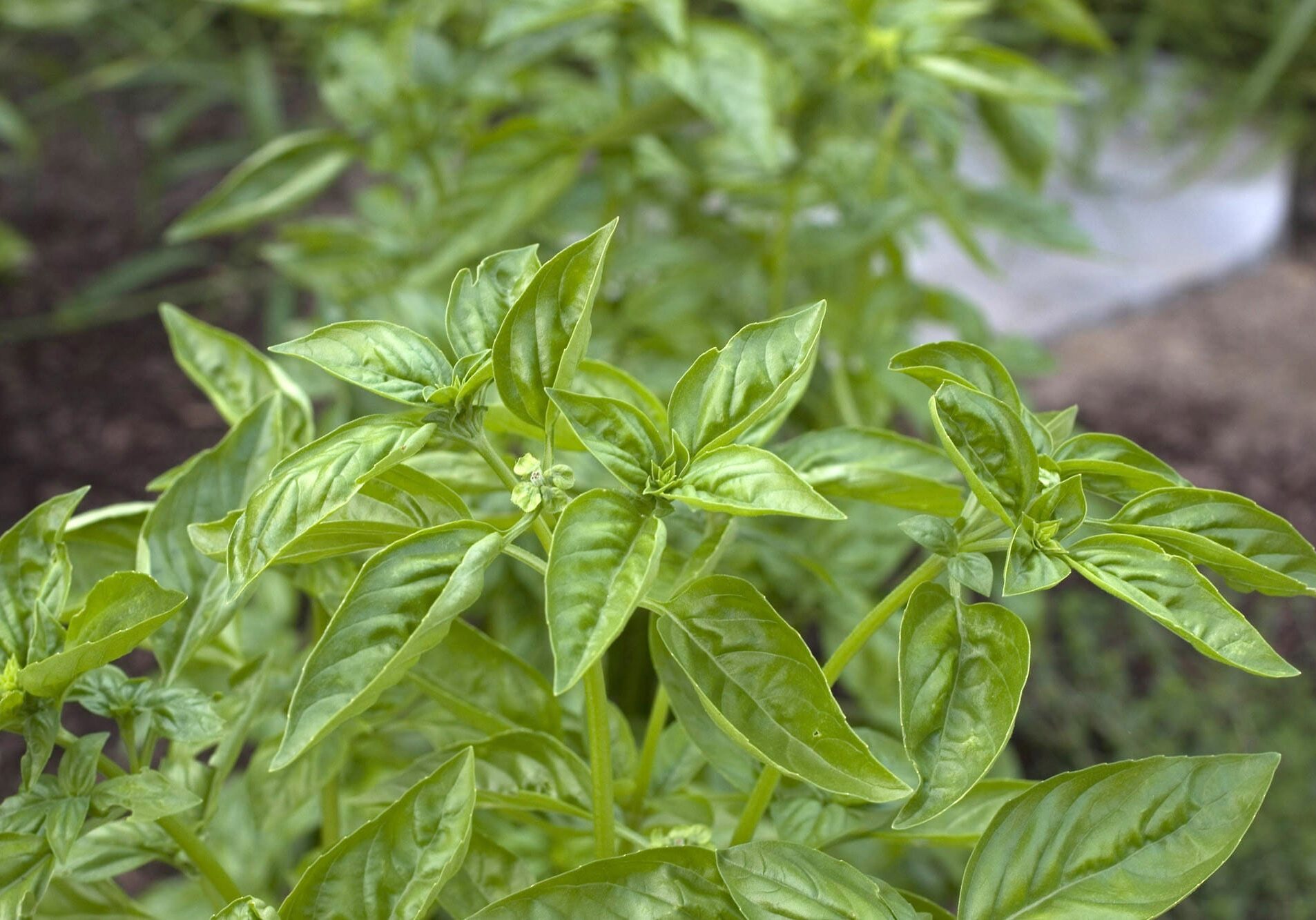 a basil plant