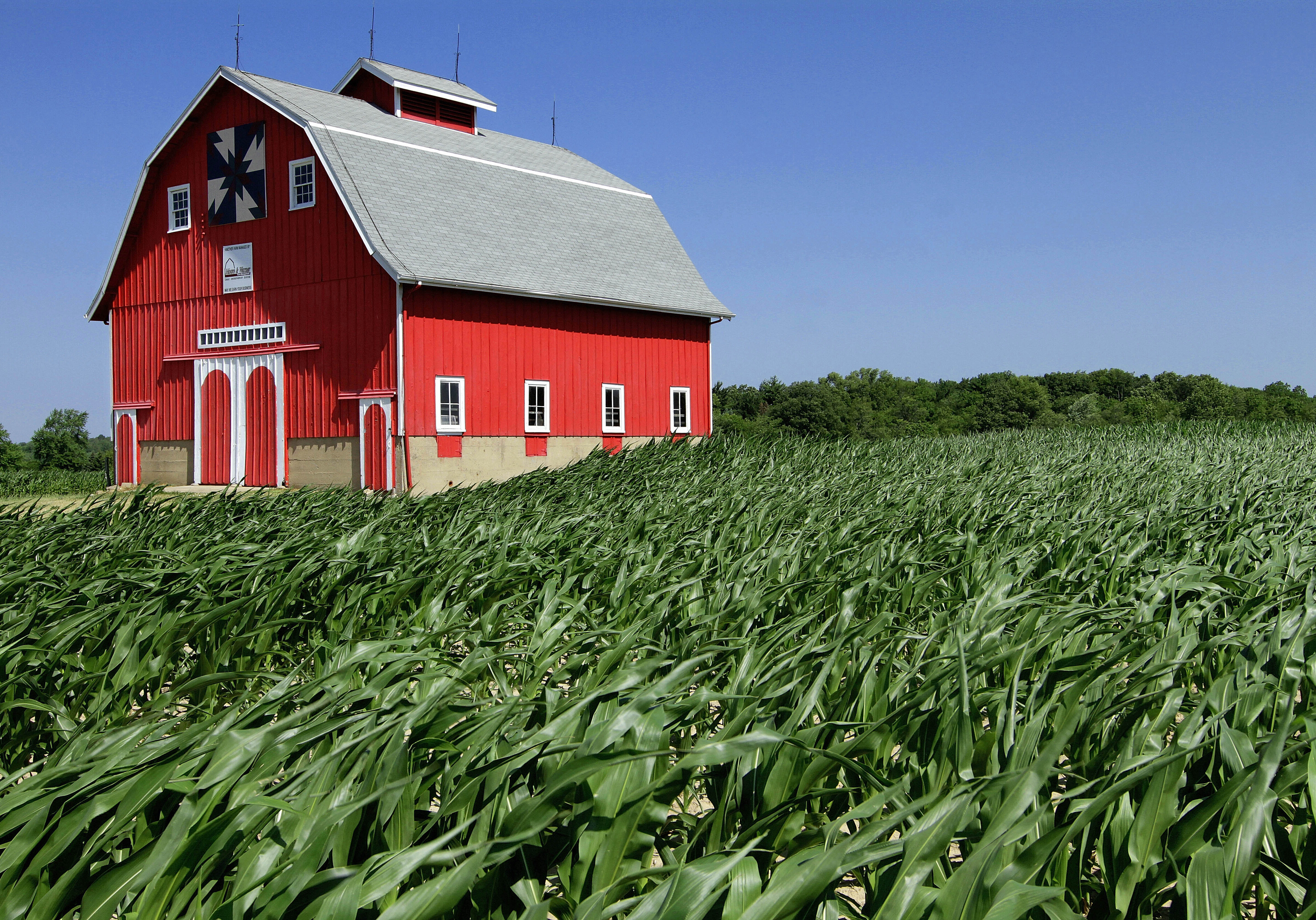 A barn is seen surrounded by corn swept over by strong winds moving through the Midwest Wednesday, June 20, 2012 near Kenney, Ill. (AP Photo/Seth Perlman)