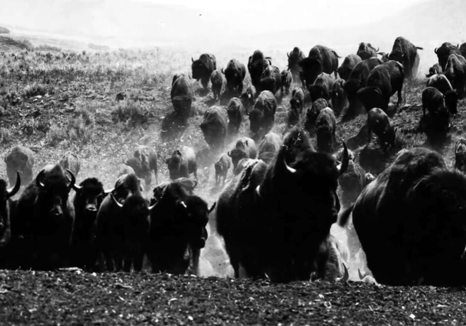bison have returned from the brink of extinction.