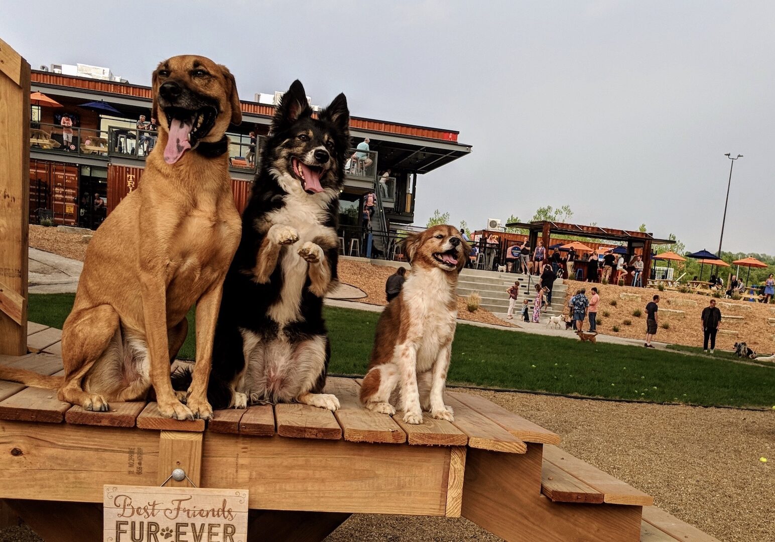 Three dogs sit on a deck at Bar K