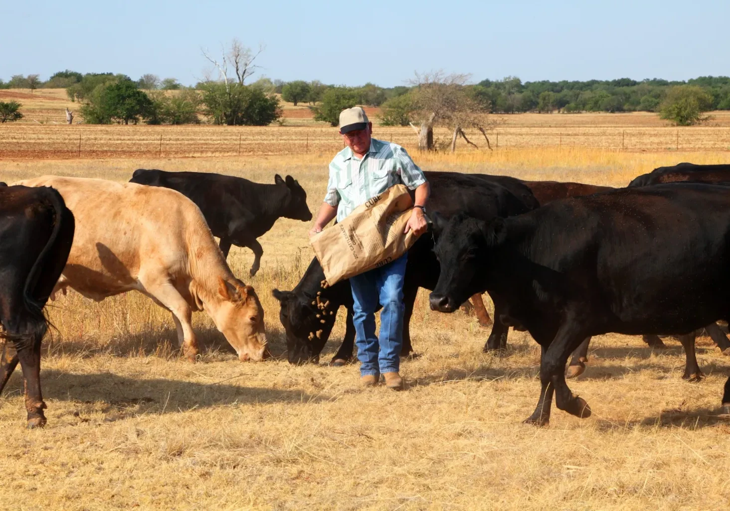 An Oklahoma rancher pouring out sack feed to his Angus and Charolais mix cattle in a pasture of dead grass caused by drought.