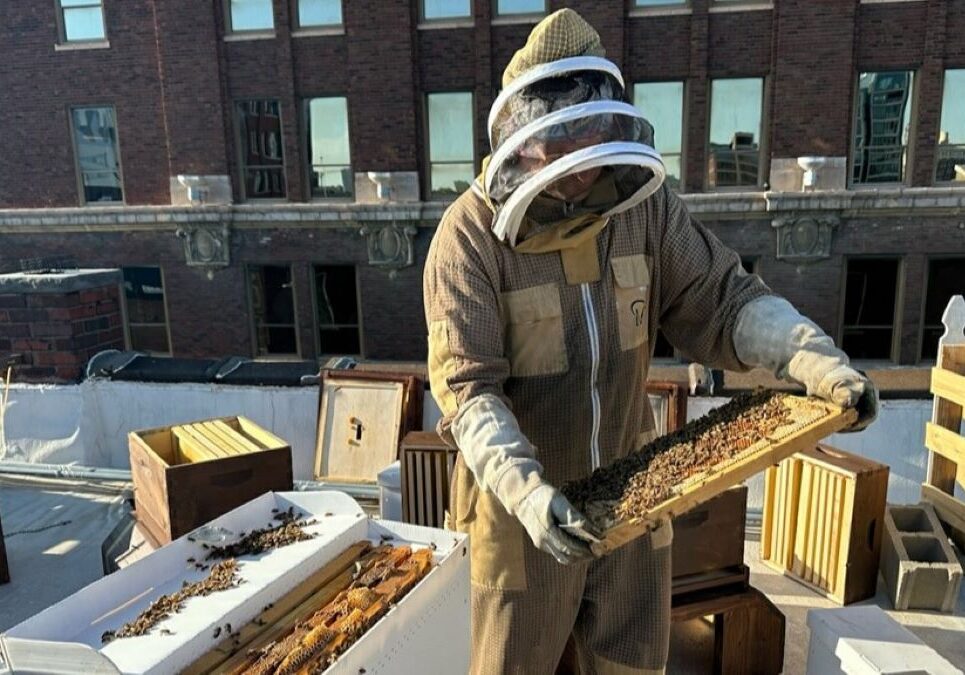 David Friesen, founder and head beekeeper of Bee KC, checks on bees that will be added to the hives at Tom's Town.