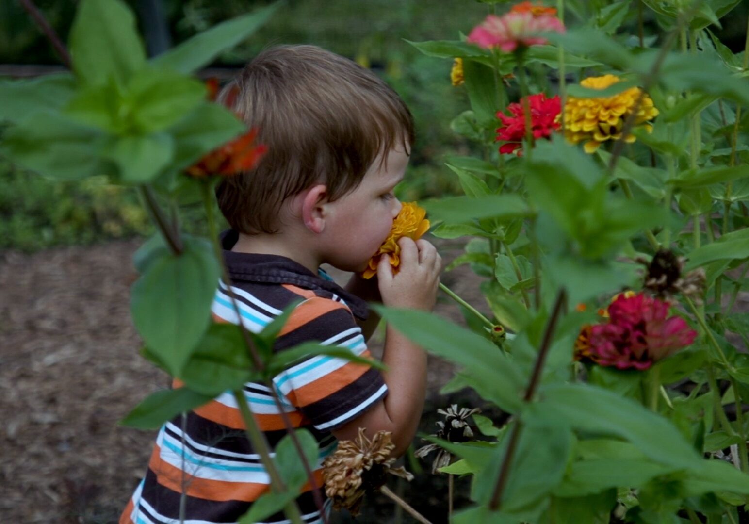 A young child sniffs a native flower at Powell Gardens' butterfly garden.