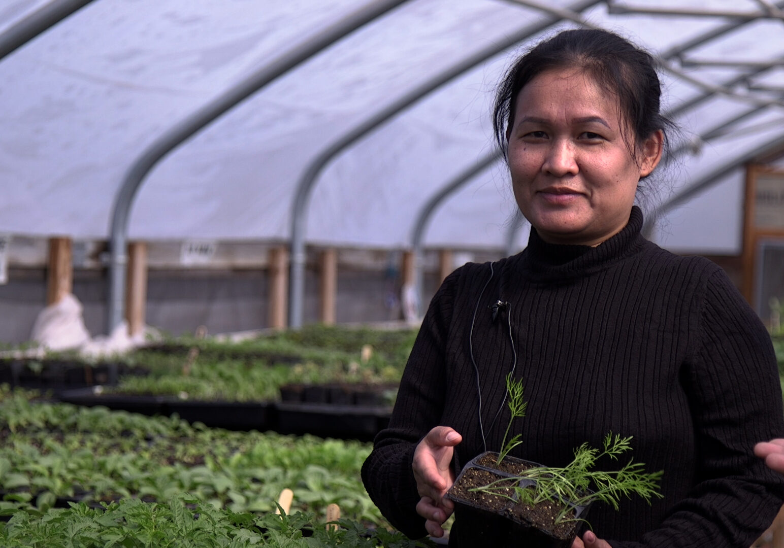 A woman in a black sweater stands in a greenhouse and holds a tray of fennel seedlings.