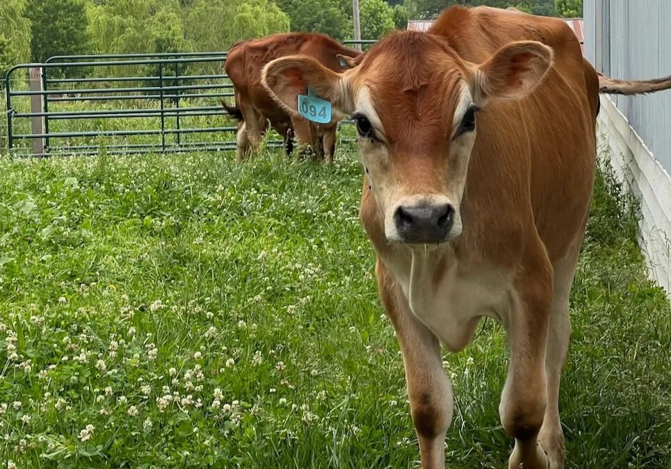 A dairy cow in a pen at Be Whole Again Farm in Excelsior Springs.