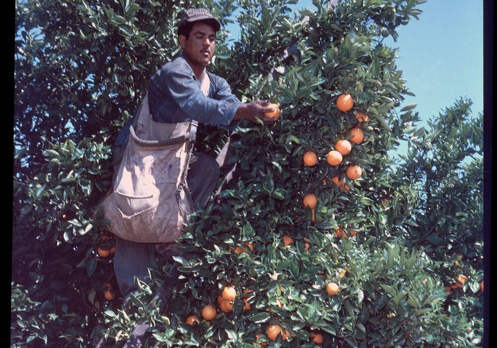 Farm worker in tree picking oranges