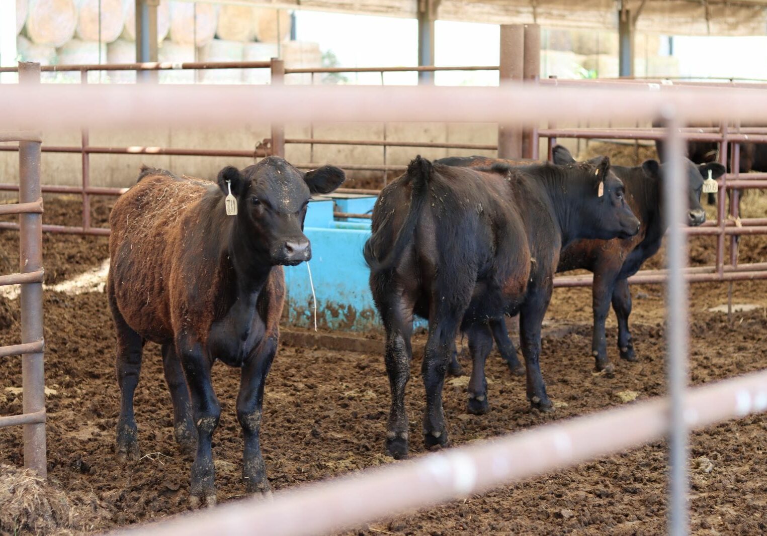young cows with tags on their ears stand in the mud of a hoop barn.