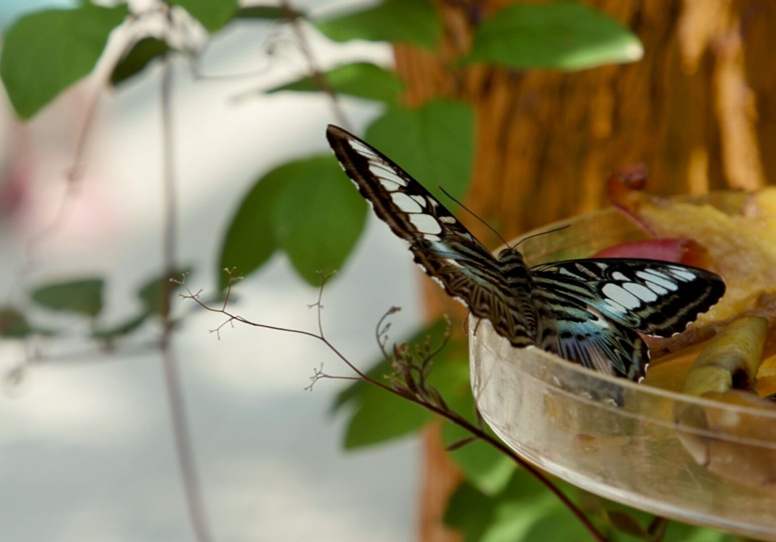 A butterfly at Powell Gardens.