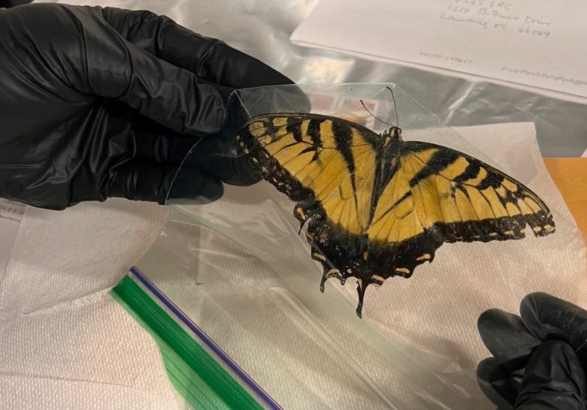 A dead butterfly in a plastic baggie.