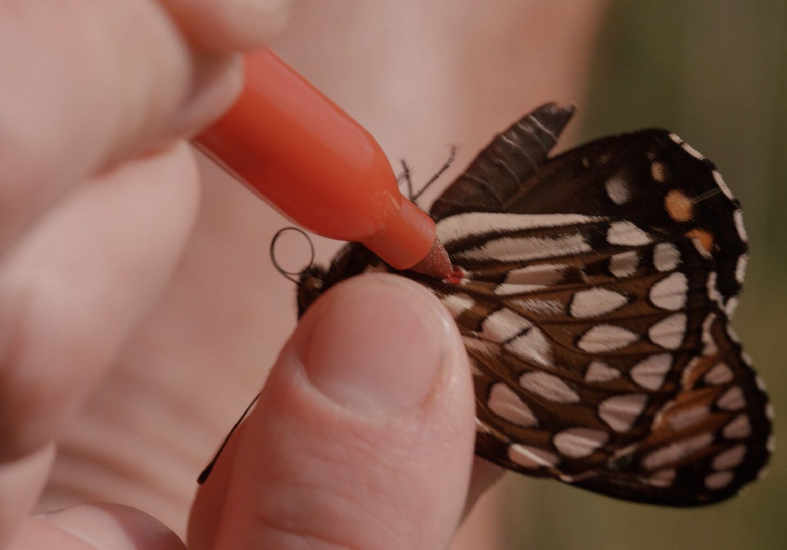 Dan Marschalek marks a Regal Fritillary butterfly with a felt tip pen at the Friendly Prairie conservation area near Sedalia.
