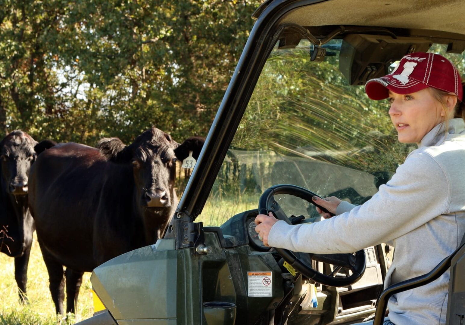 A woman sits at the steering wheel of a utility vehicle and looks out as a group of cows stand beside her.