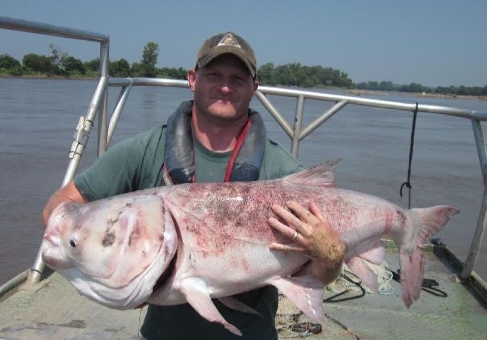 Kasey Whiteman of the Missouri Department of Conservation holds proof that invasive silver carp can grow to large sizes. This one weighed close to 60 pounds.