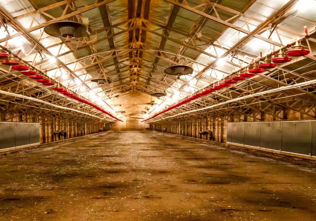 Timothy Bundren's chicken barns are all standing empty since Tyson canceled his growing contract last year.