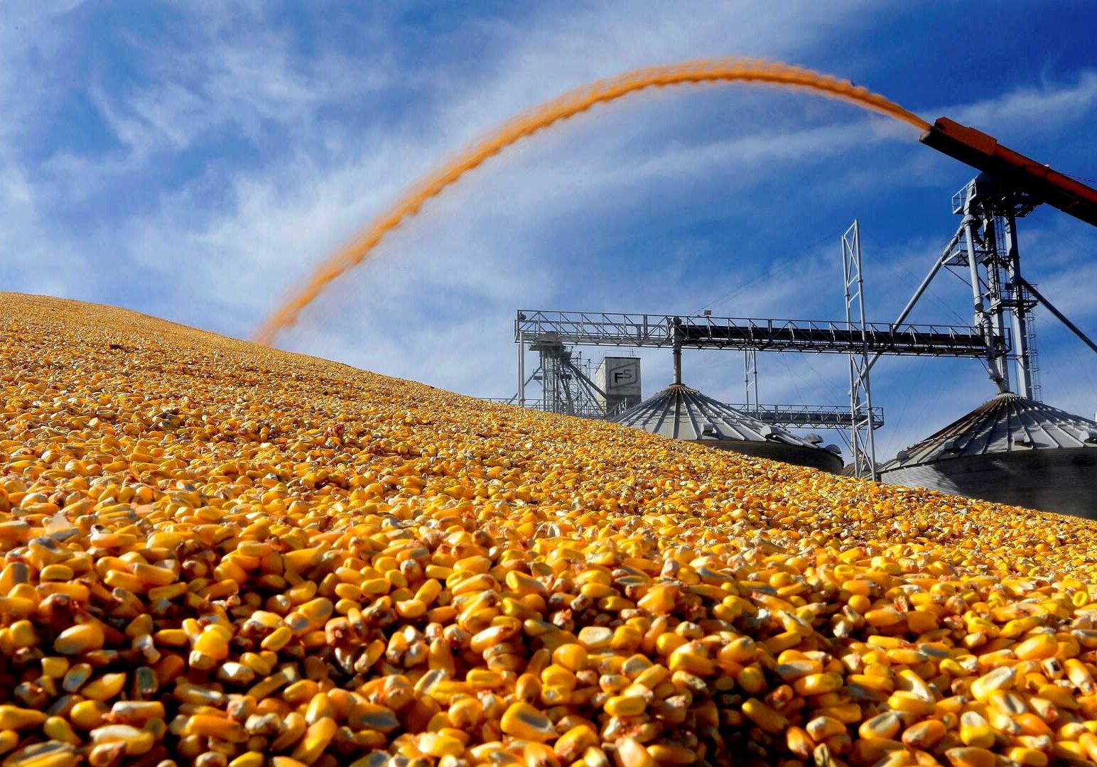Corn piled outside of a grain elevator