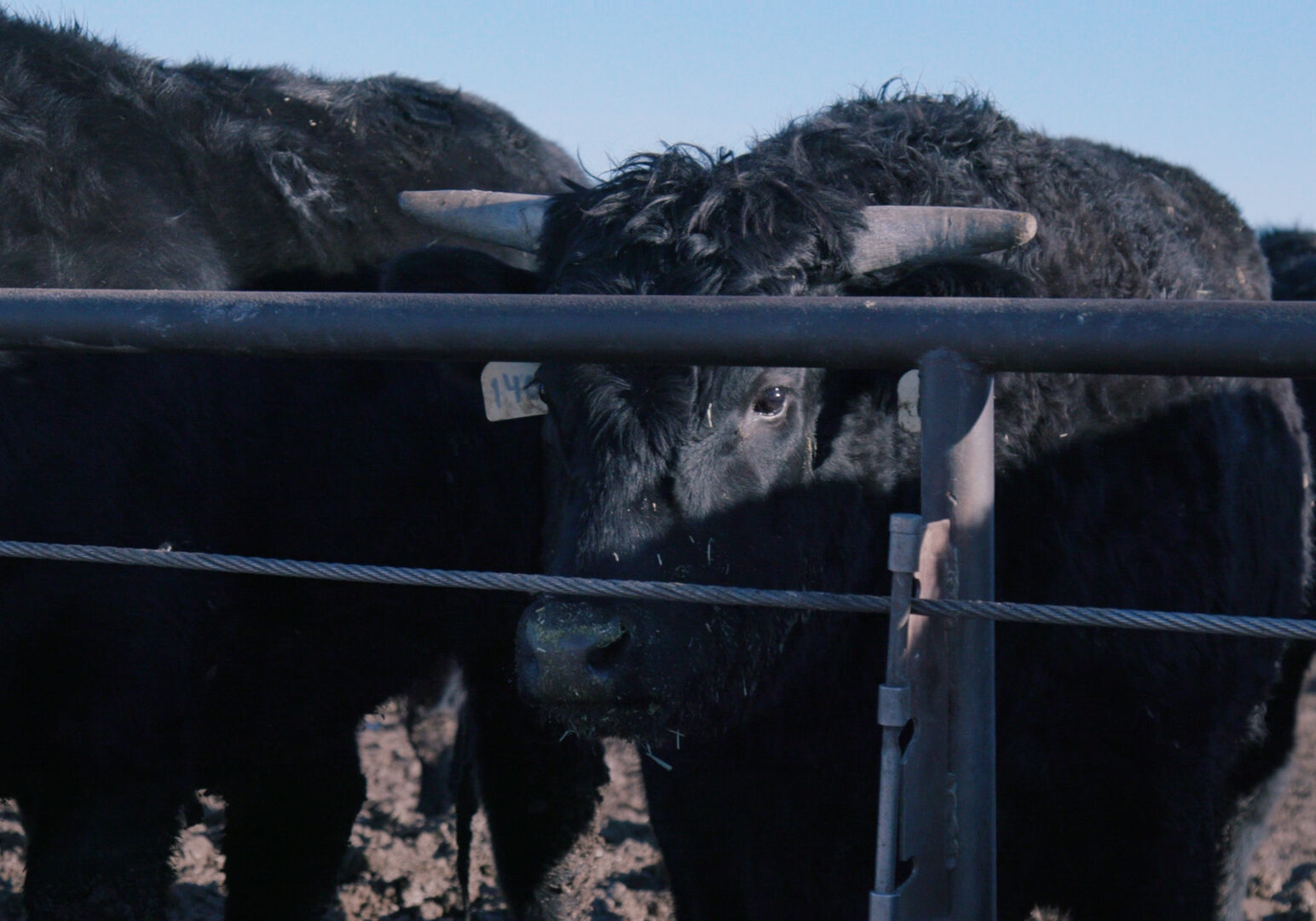 black cow in a feed lot
