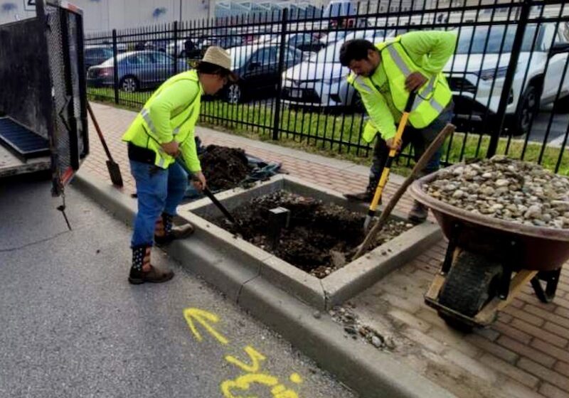 Crossroads tree planting