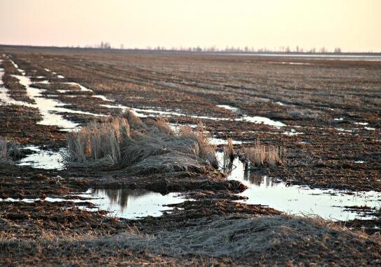 Farmers like the ones that plant these flooded rice fields in southeast Missouri see Cuba as a new market for their crop.
(Photo: Kristofor Husted, Harvest Public Media)