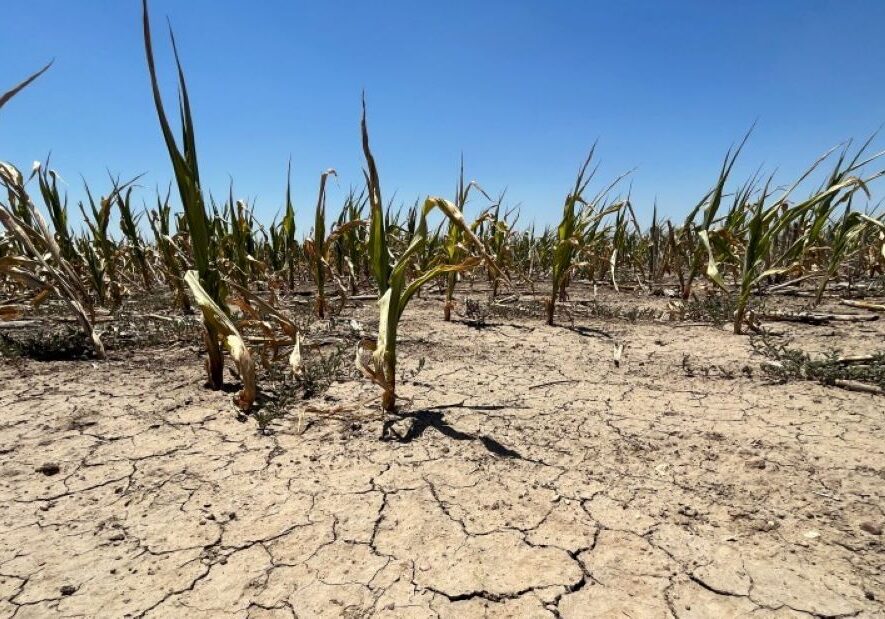 Many cornfields in western Kansas, like this one just outside of Garden City, have been parched by the drought. Estimates predict that Kansas corn farmers will harvest 122 million fewer bushels this year than they did last year.