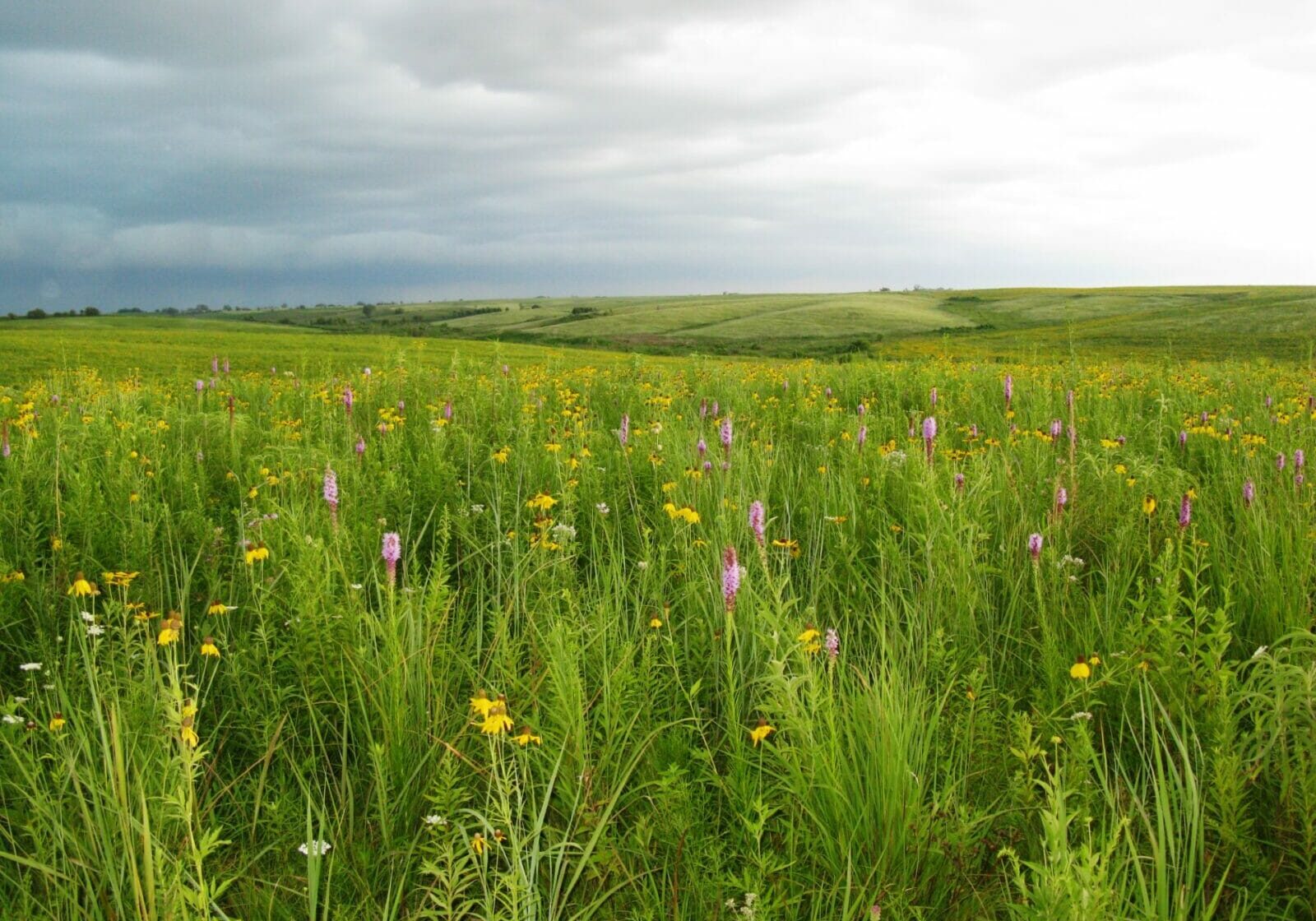 rolling prairie land with colorful native plants and lush green. the sky is overcast and a storm can be seen in the distance.