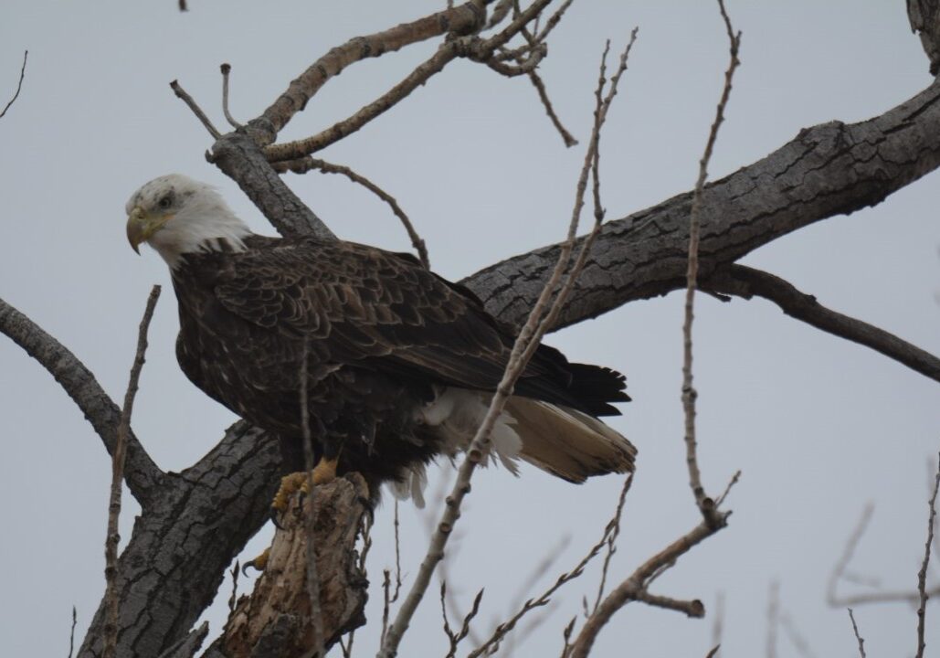 A bald eagle perched in a tree at Loess Bluffs National Wildlife Refuge on a gray December day.