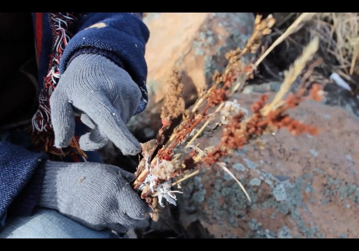 Hands holding a flower