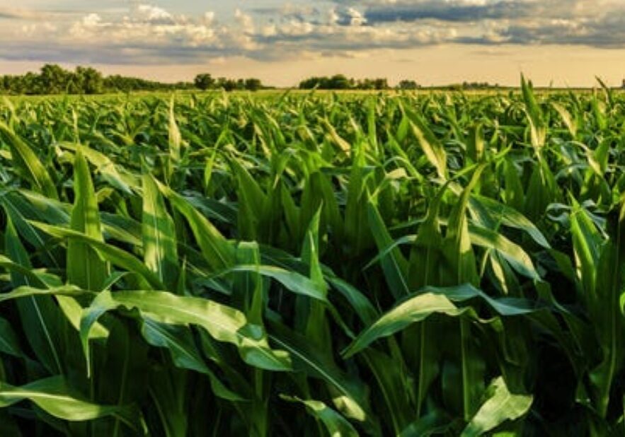 A cornfield in Champaign County, Illinois.