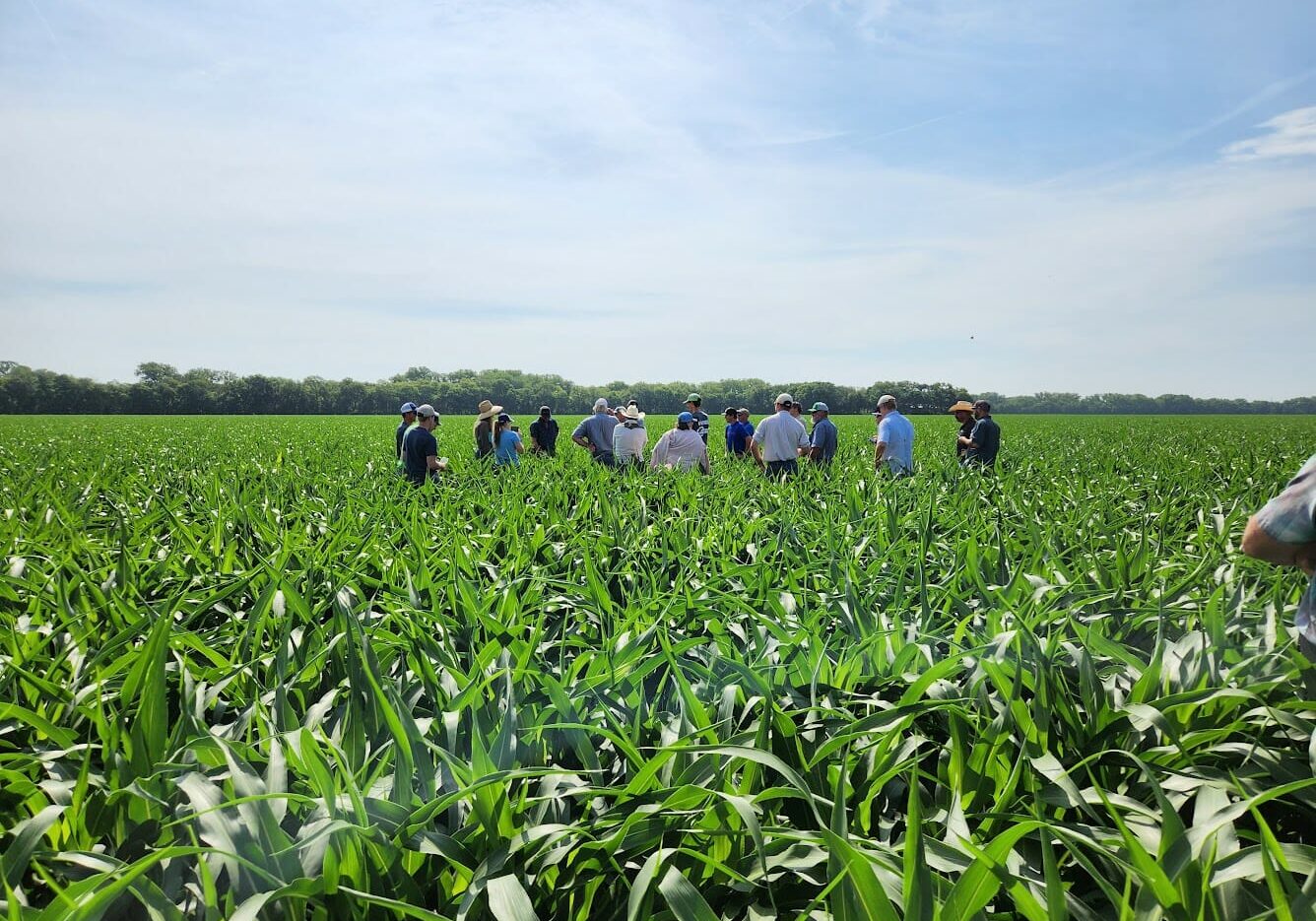 a group of farmers stand in the middle of a corn field.