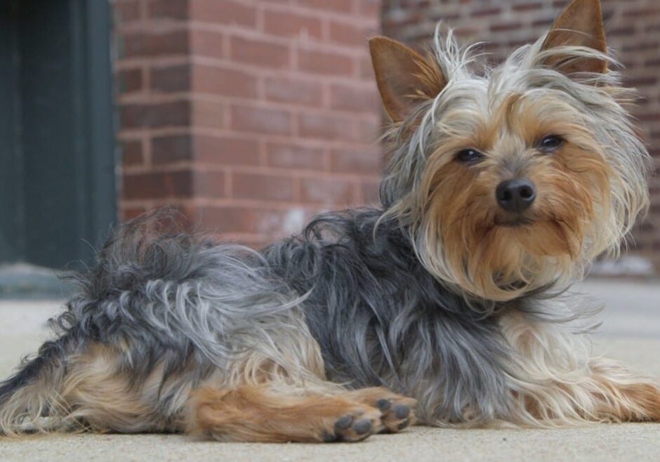 A small dog wearing a FitBark, wearable technology that monitors the animal's rest and movement.