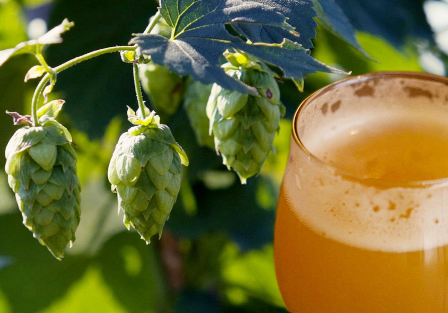 Kansas Hop Co. in Ottawa, Kansas, supplies about 30 breweries in the Kansas City area.