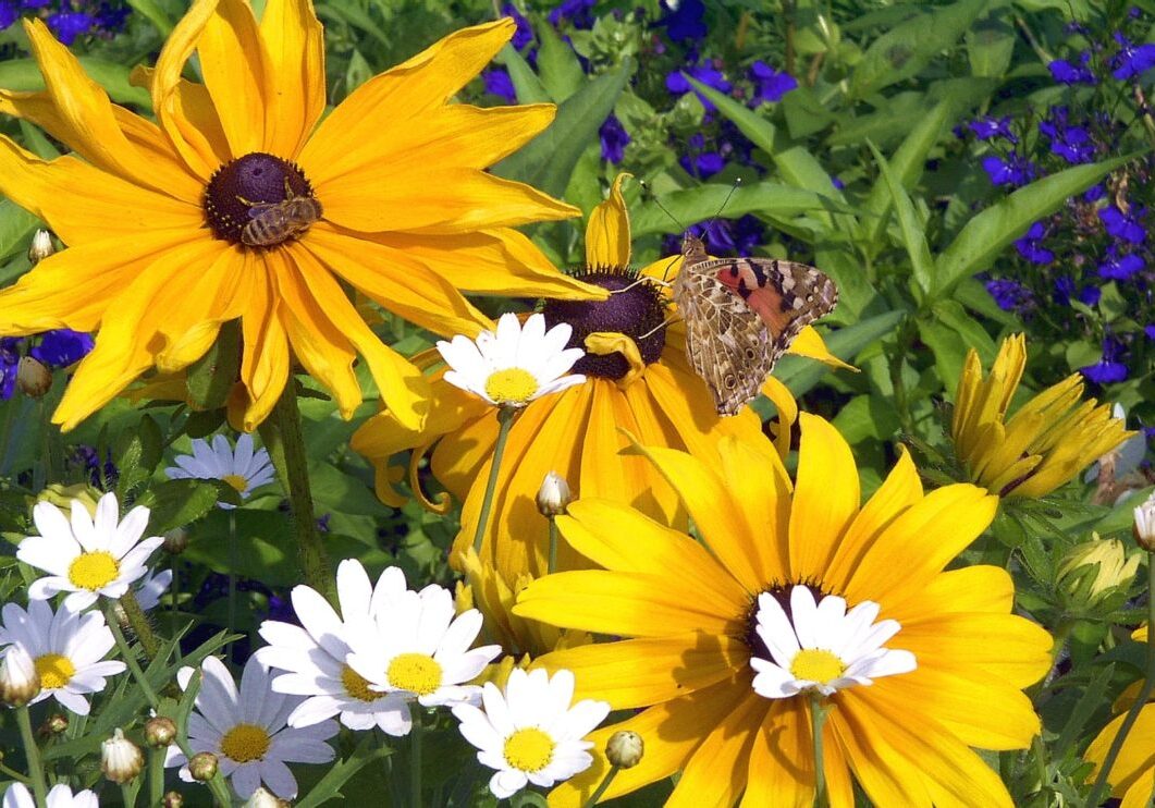 Flowers blooming in the spring. (Photo courtesy of wiki commons)
