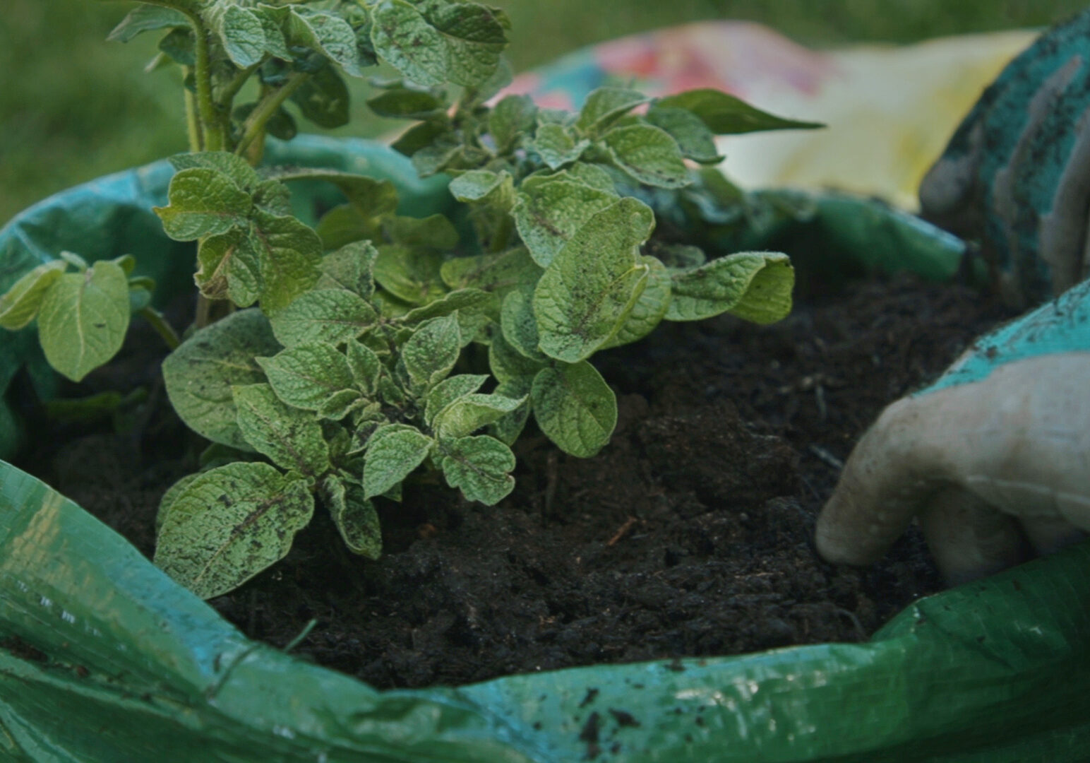 Gardening in bags