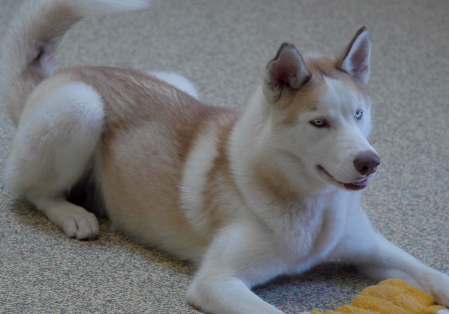 Great Plains SPCA is seeking foster homes for dogs suffering from elevated stress due to long stays at the shelter.