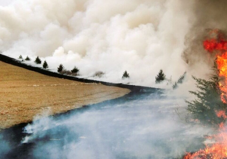 An eastern red cedar catches fire. Controlled fires, such as this one on grassland managed by Kansas State University scientists, are needed to save prairies from becoming woodland and shrubland.