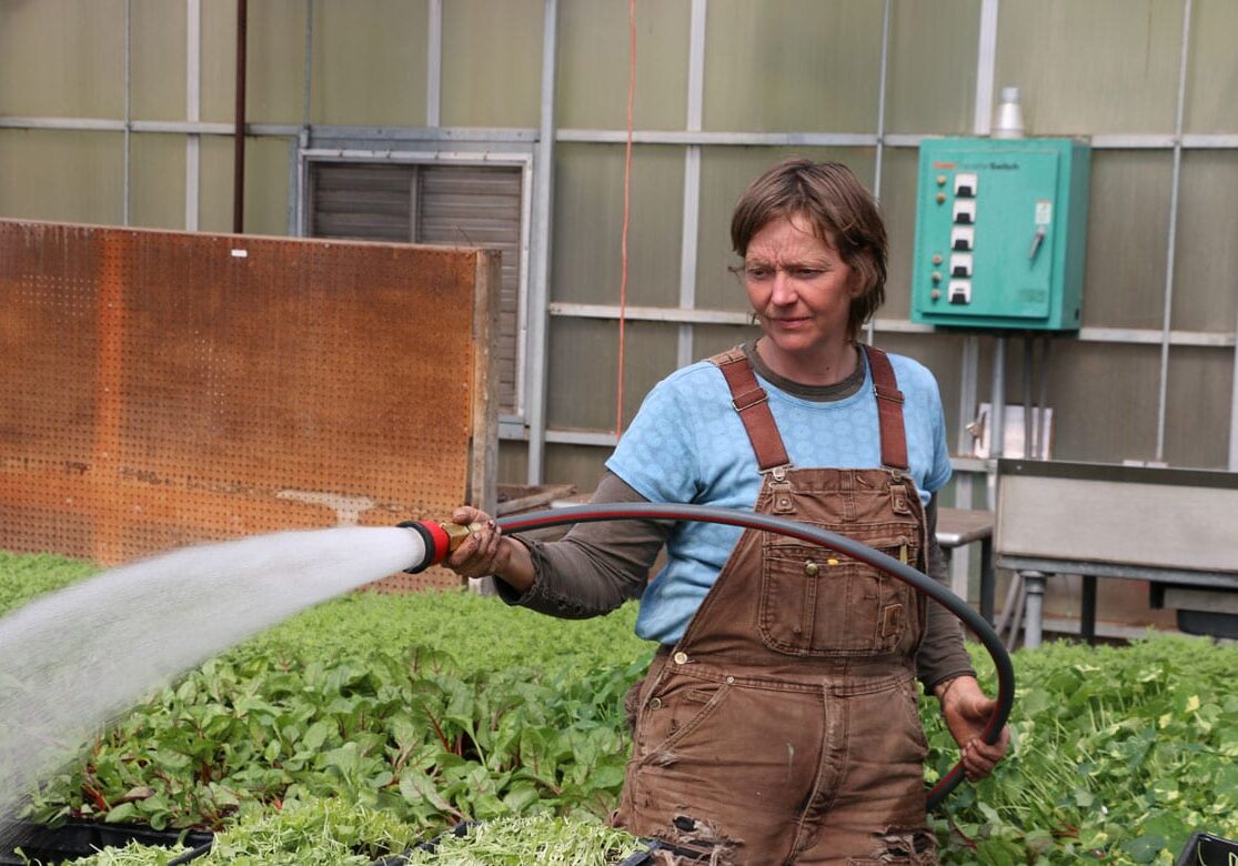 woman watering lettuce