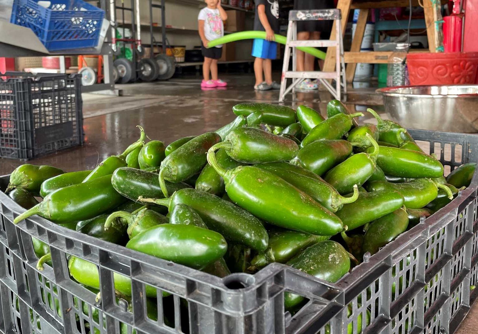 This July 12, 2021 file image shows a basket of fresh harvested green chile waiting to be roasted at Grajeda Hatch Chile Market in Hatch, New Mexico.